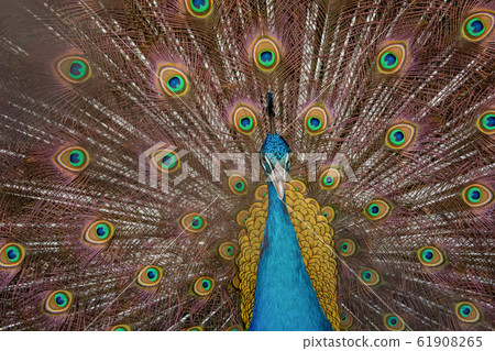 Peacock to spread his tail, showing its feathers. Peacock to spread his tail, showing its feathers. 61908265