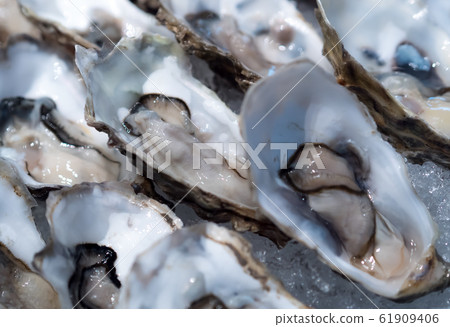 Tasty fresh shucked oysters on ice.  61909406