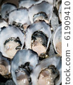 Tasty fresh shucked oysters on ice.  61909410