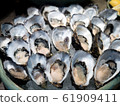 Tasty fresh shucked oysters on ice.  61909411