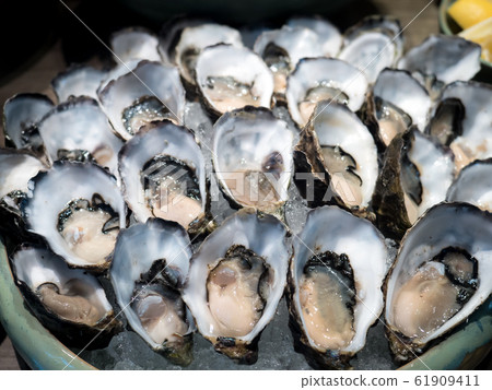 Tasty fresh shucked oysters on ice. Tasty fresh shucked oysters on ice. 61909411