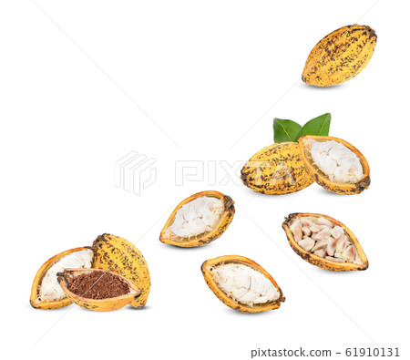 Cocoa pod on a white background. Cocoa pod on a white background. 61910131