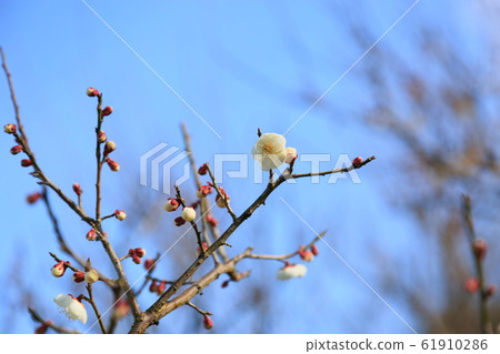 梅花白梅花雙 梅花白梅花雙 61910286