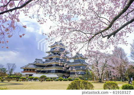垂枝櫻花和花園和松本城 61910327