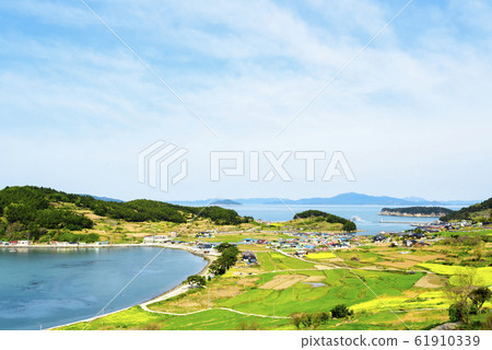 Cheongsan-do rapeseed flower 61910339