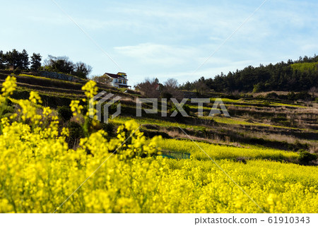 Cheongsan-do rapeseed flower Cheongsan-do rapeseed flower 61910343