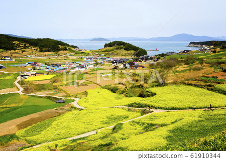 Cheongsan-do菜籽花 61910344