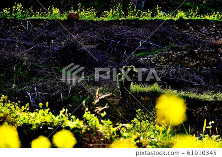 Cheongsan-do rapeseed flower 61910345