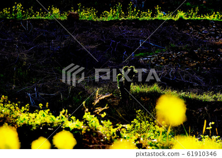 Cheongsan-do菜籽花 61910346