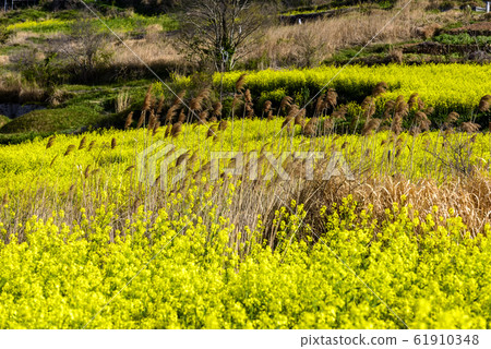 Cheongsan-do菜籽花 61910348
