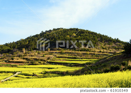 Cheongsan-do菜籽花 61910349