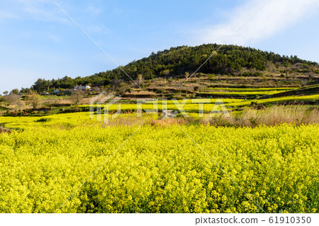 Cheongsan-do菜籽花 61910350