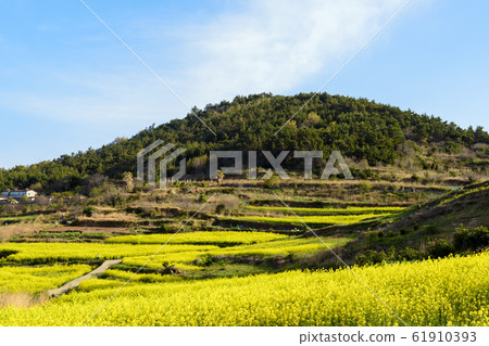 Cheongsan-do rapeseed flower Cheongsan-do rapeseed flower 61910393