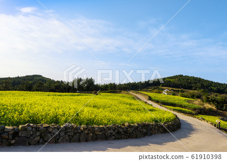 Cheongsan-do rapeseed flower 61910398