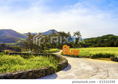 Cheongsan-do rapeseed flower 61910399