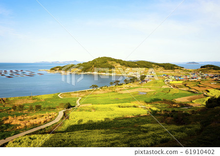 Cheongsan-do rapeseed flower Cheongsan-do rapeseed flower 61910402