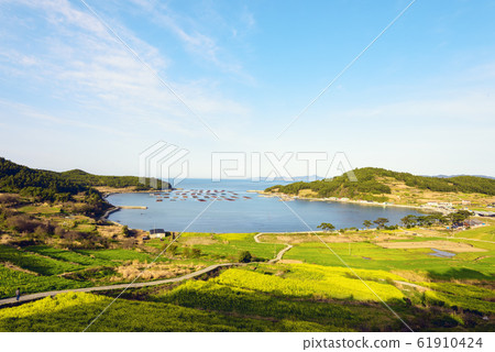 Cheongsan-do rapeseed flower Cheongsan-do rapeseed flower 61910424