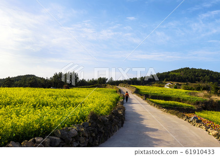 Cheongsan-do rapeseed flower 61910433