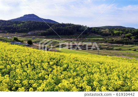 Cheongsan-do菜籽花 Cheongsan-do菜籽花 61910442