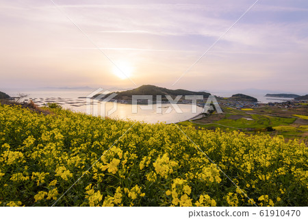 Cheongsan-do菜籽花 61910470