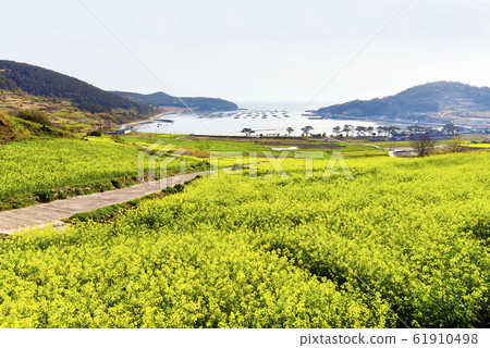 Cheongsan-do rapeseed flower 61910498