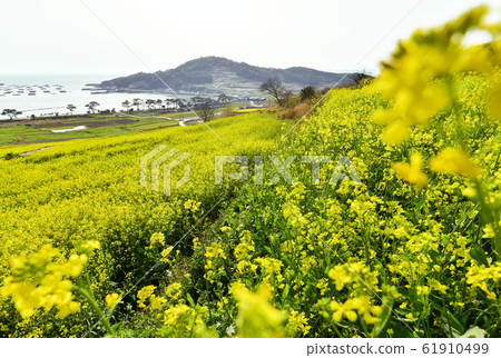 Cheongsan-do rapeseed flower Cheongsan-do rapeseed flower 61910499