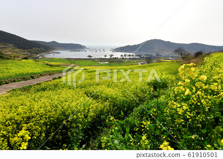 Cheongsan-do菜籽花 61910501