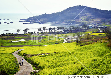 Cheongsan-do rapeseed flower 61910502