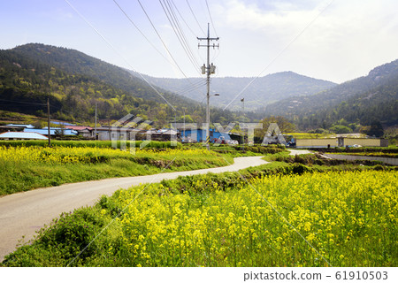 Cheongsan-do rapeseed flower 61910503