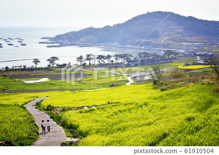 Cheongsan-do菜籽花 61910504
