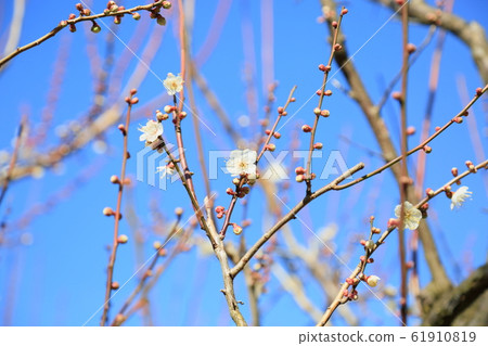 A plum blossom butterfly A plum blossom butterfly 61910819