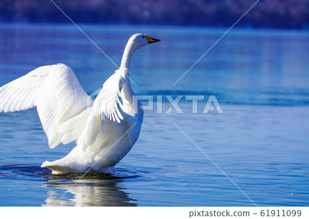 天鵝天鵝@“屈沙羅湖” 61911099