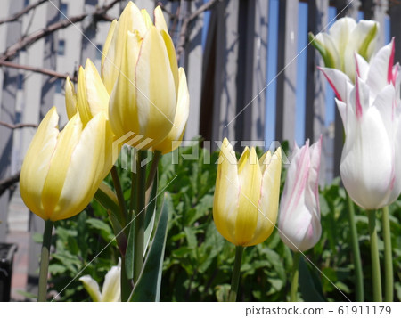 黃色和白色的鬱金香（向上） 61911179