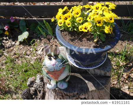 種植中提琴 種植中提琴 61911181