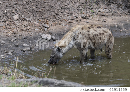 Spotted Hyena drinking water Spotted Hyena drinking water 61911369