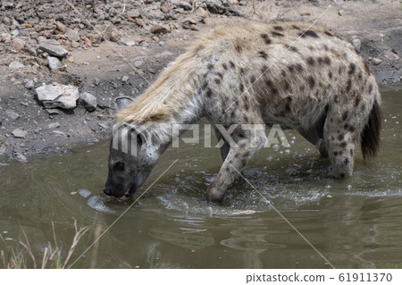 斑鬣狗飲用水 61911370