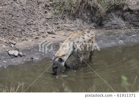 斑鬣狗飲用水 61911371
