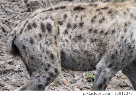 Spotted hyena pattern Spotted hyena pattern 61911373