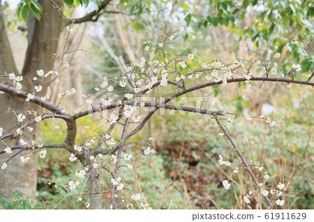 Plum blossoms Plum blossoms 61911629