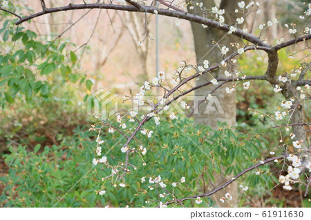 Plum blossoms 61911630