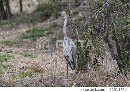 Zuglo ao戒指 61911714