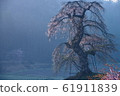 Nagasawa weeping cherry blossoms in the morning mist (Kitahiroshima-cho, Yama-gun, Hiroshima-ken) 61911839