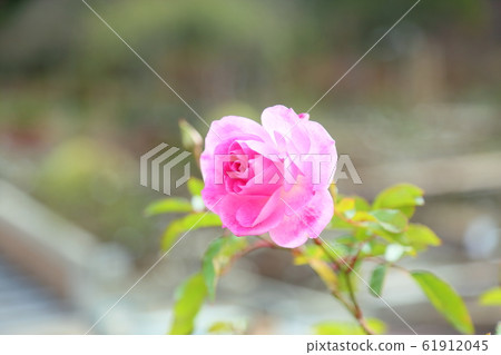 冬季玫瑰花朵粉紅色冰山 61912045