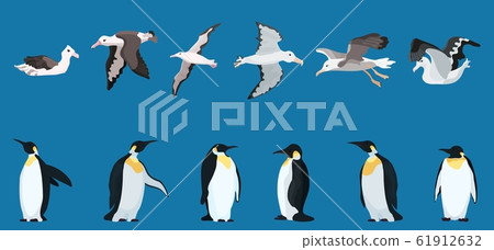 albatrosses and penguins large selection. bright albatrosses and penguins large selection. bright 61912632