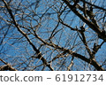 Branches and sky 61912734