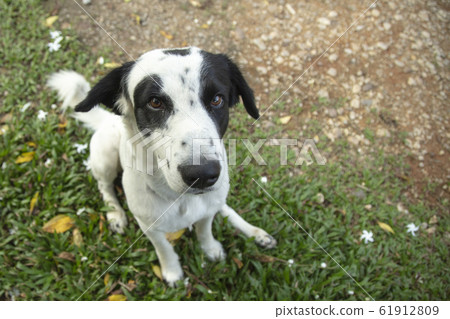 a dog sit on grass a dog sit on grass 61912809