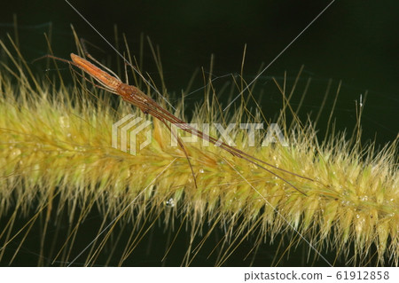 Creatures: spiders, giant spiders, males. As you can see, the legs are very long Creatures: spiders, giant spiders, males. As you can see, the legs are very long 61912858