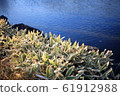 Leaves and waterside 61912988