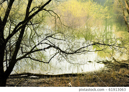 大清湖春天的霧和芽 大清湖春天的霧和芽 61913063