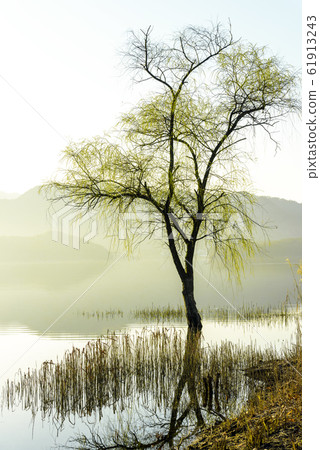 大清湖春天的霧和芽 大清湖春天的霧和芽 61913243